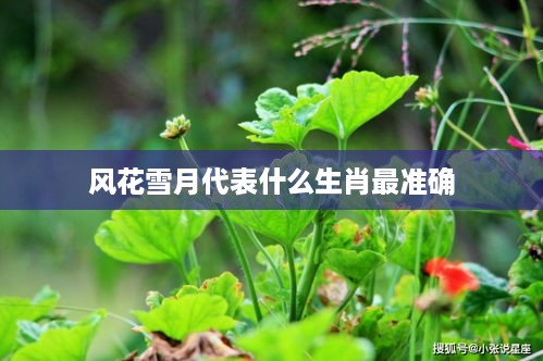 风花雪月与生肖，鼠——最准确的象征，将风花雪月与生肖联系起来，以鼠作为最准确的象征。